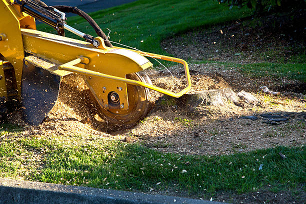 Dead Tree Removal in Rosamond, CA